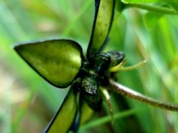 Brachystelma gerrardii flower seen from the back