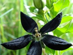 Brachystelma gerrardii flower
