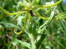 Brachystelma macropetalum flowering