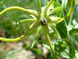 Brachystelma macropetalum flower