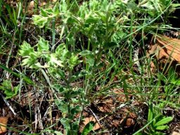 Brachystelma macropetalum leaves