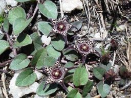 Brachystelma coddii