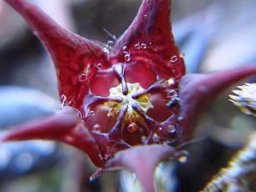 Brachystelma species, maybe pulchella