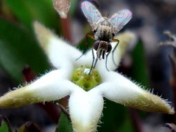 Brachystelma stellatum inspector given lunch