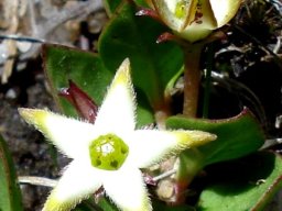 Brachystelma stellatum flower opening