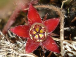 Brachystelma swazicum