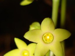 Brachystelma vahrmeijeri