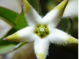 Brachystelma stellatum