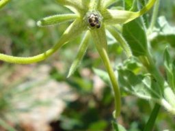 Brachystelma macropetalum