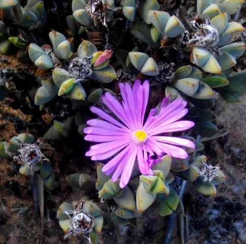 Braunsia apiculata flower