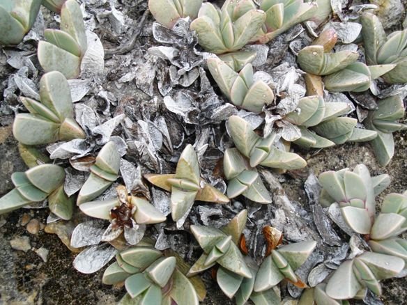 Braunsia vanrensburgii