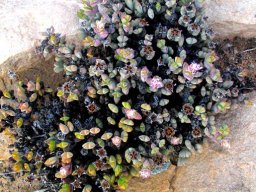 Braunsia apiculata