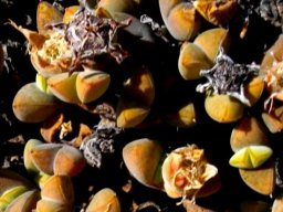 Braunsia apiculata capsules among brown leaves