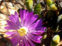 Braunsia apiculata unusual flower