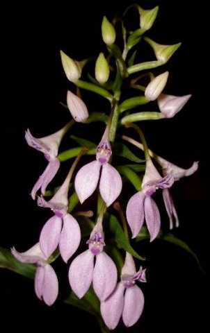 Brownleea coerulea