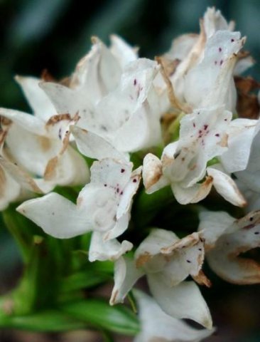 Brownleea galpinii spotted flowers