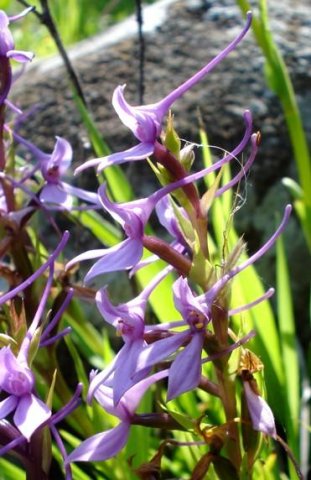 Brownleea graminicola spur display