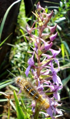 Brownleea graminicola eaten rather than pollinated