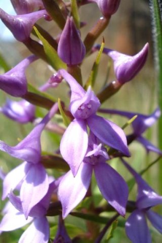 Brownleea graminicola flowers