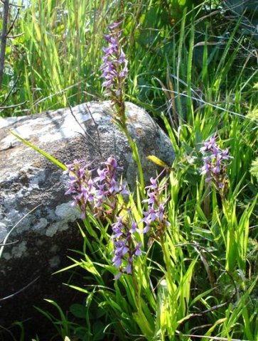 Brownleea graminicola