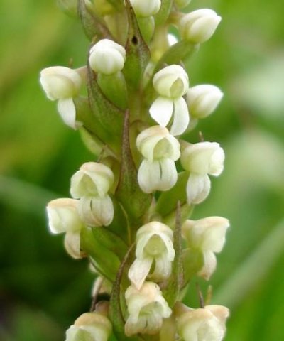 Brownleea parviflora green and white