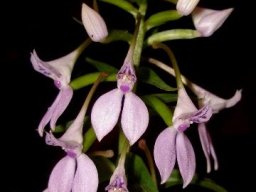 Brownleea coerulea
