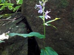Brownleea coerulea leaves