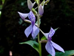Brownleea coerulea mauve-blue flowers