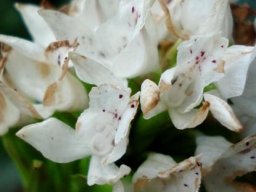 Brownleea galpinii spotted flowers