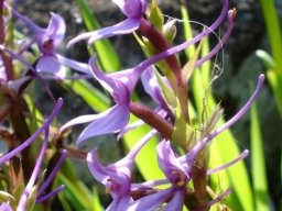 Brownleea graminicola spur display