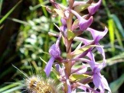 Brownleea graminicola eaten rather than pollinated