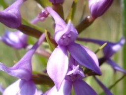 Brownleea graminicola flowers