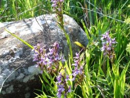 Brownleea graminicola