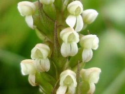 Brownleea parviflora green and white