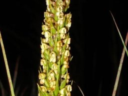 Brownleea parviflora