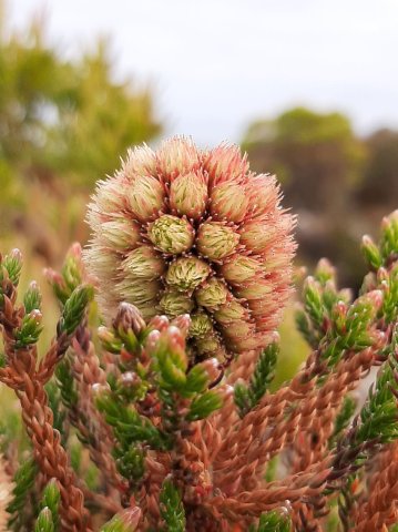 Brunia fragarioides young flowerhead