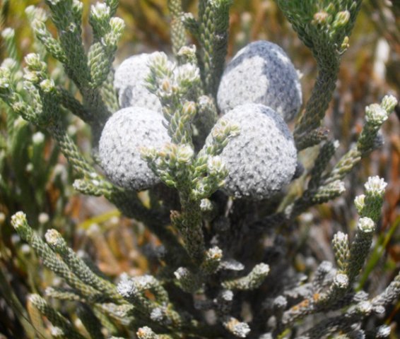 Brunia laevis old flowerheads and stem-tips