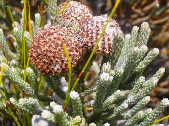 Brunia laevis withering florets