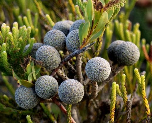 Brunia noduliflora