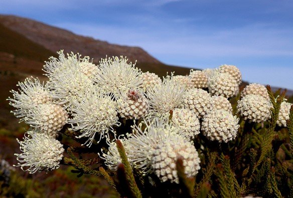 Brunia noduliflora fractal curves
