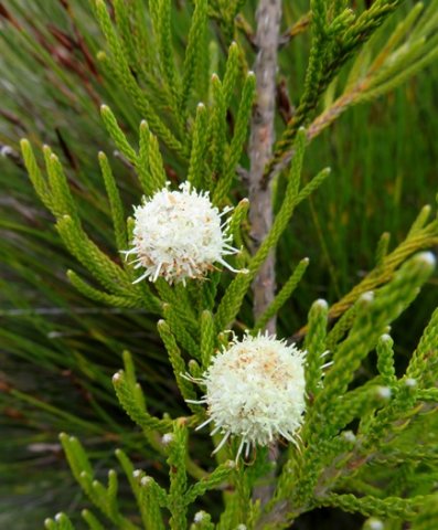 Brunia noduliflora leaves