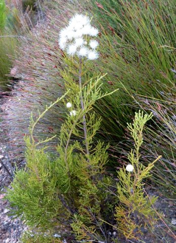 Brunia noduliflora plant