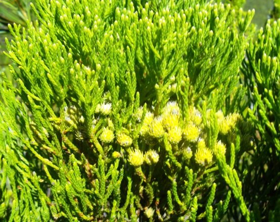 Brunia paleacea young foliage