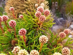 Brunia fragarioides