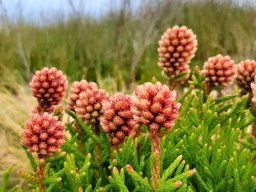 Brunia fragarioides buds