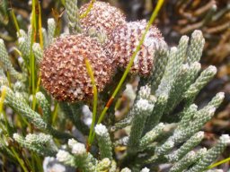 Brunia laevis withering florets