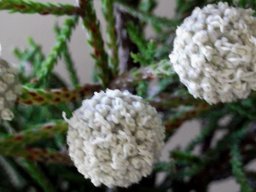 Brunia noduliflora flowerhead close-up