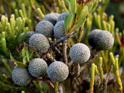 Brunia noduliflora