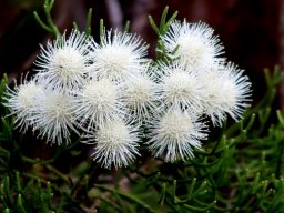 Brunia noduliflora flowering white