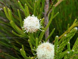 Brunia noduliflora leaves